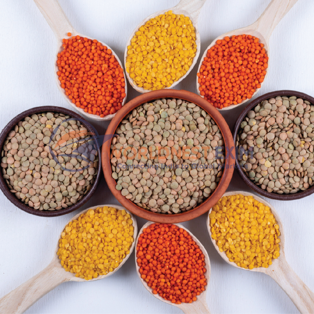 Fresh Pulses (Dal) for Global Export from Ahmedabad, Gujarat – WORLDNEST EXIM
