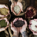 Why WORLDNEST EXIM Is Your Trusted Partner in Agro Commodities